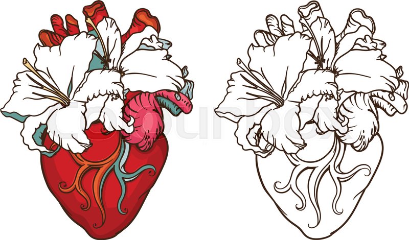 800x470 Stylized Anatomical Human Heart Drawing. Heart With White Lilies