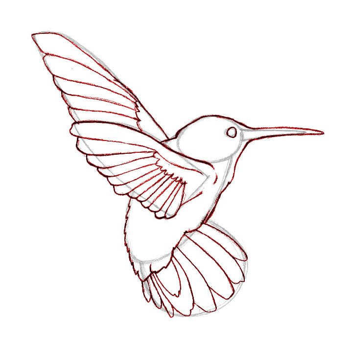 713x725 Draw Hummingbirds Hummingbird, Bird And Drawings