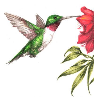 400x413 Hummingbird Drawings Displaying (20) Gallery Images