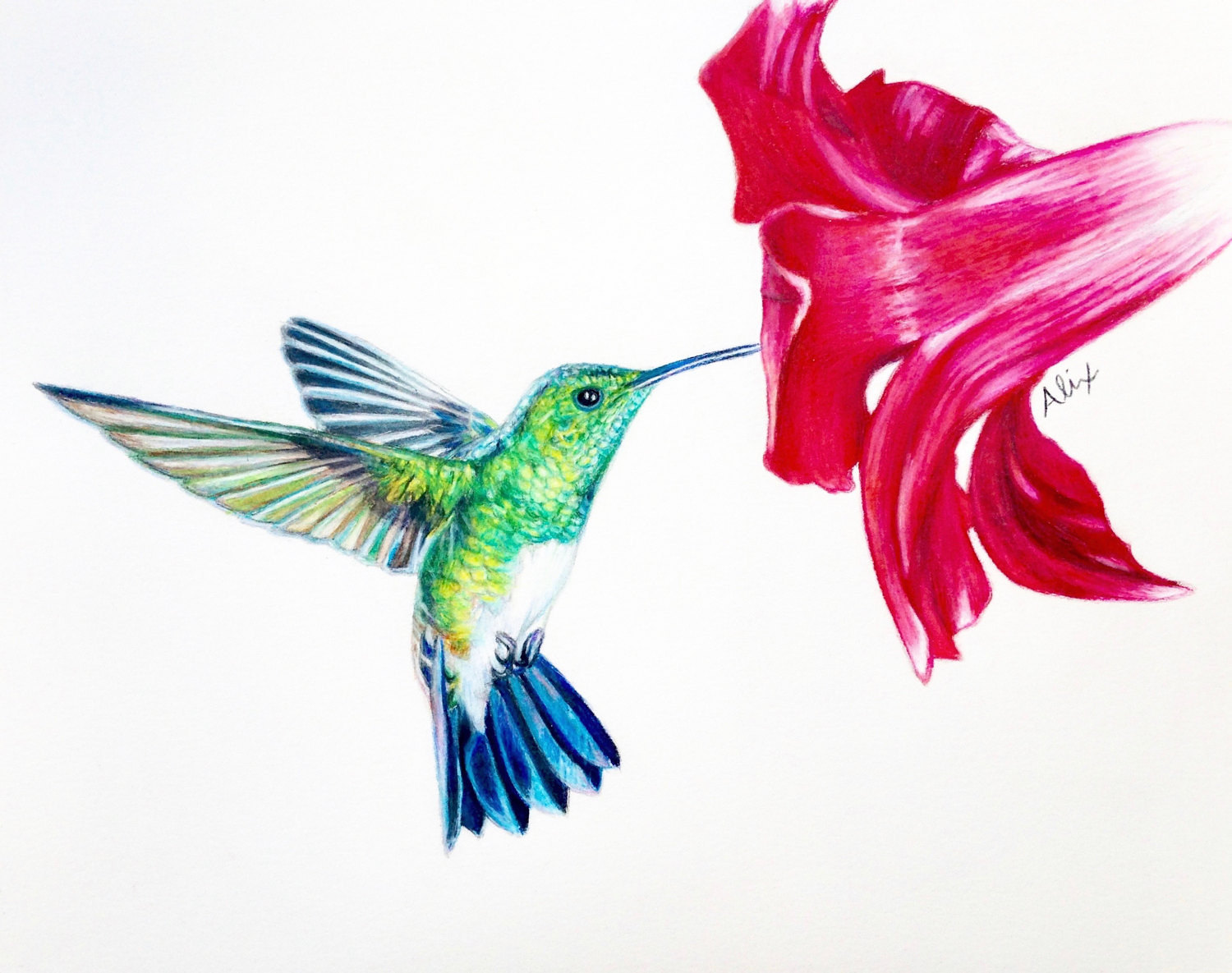 1500x1185 Hummingbird Colored Pencil Drawing Original
