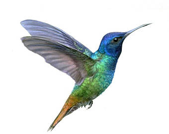 340x270 Hummingbird Drawing Etsy