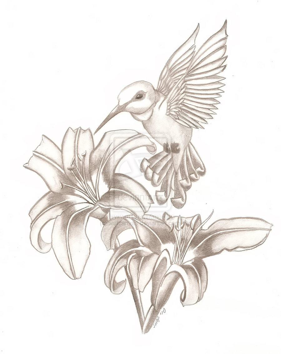 900x1133 Drawings Of Hummingbird And Flowers Drawn Hummingbird Lily Flower