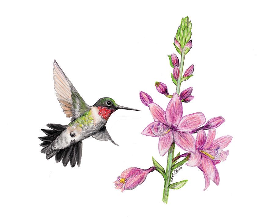 900x720 Hummingbird Drawings Male Hummingbird Drawing