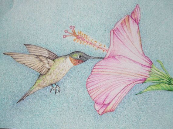570x425 Pencil Art Work Hummingbird With Pink Flower Original Drawing