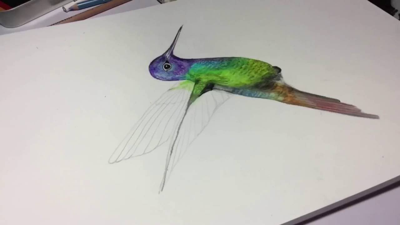 1280x720 3d Hummingbird Drawing With Colored Pencils