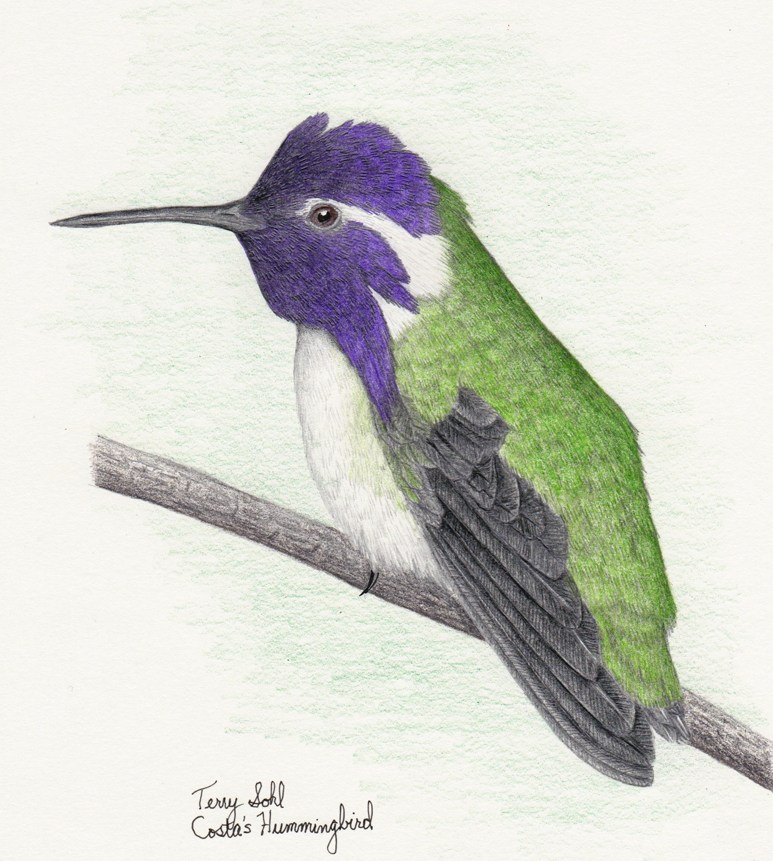 773x861 Costa's Hummingbird Drawing Dakota Birder