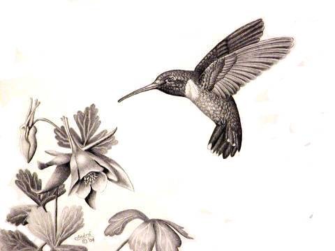 480x360 Drawn Hummingbird Realistic