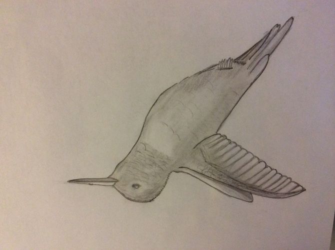 670x500 How To Draw Hummingbirds 7 Steps (With Pictures)