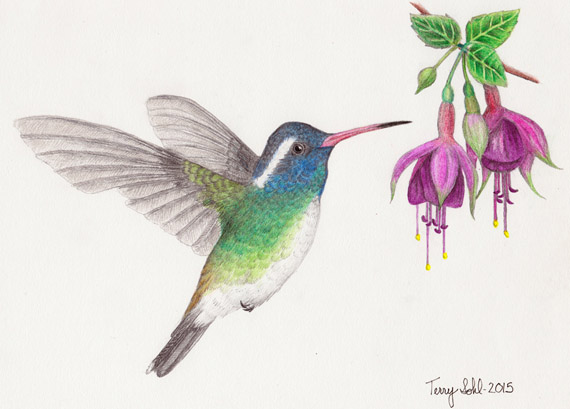 570x409 Eared Hummingbird