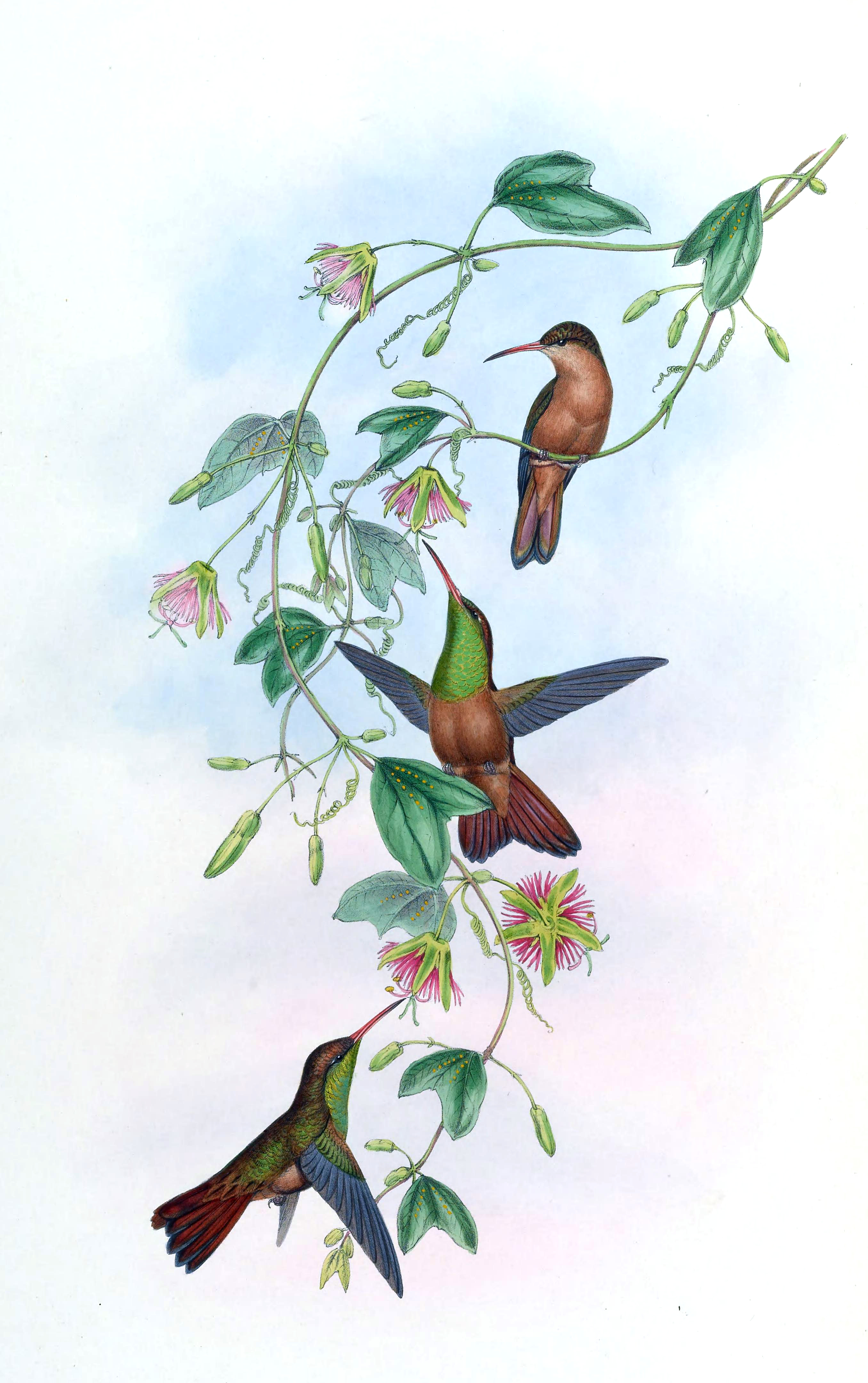 2712x4320 Hummingbirds Drawings