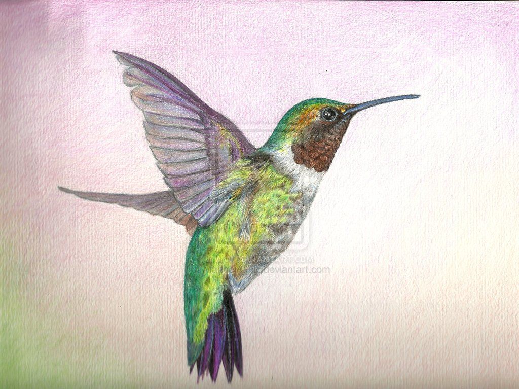 1024x767 Hummingbird In Colored Pencil By Maribel