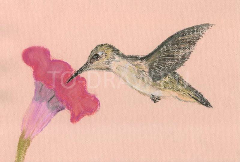 800x540 How To Draw Hummingbirds Pastel Pencils In Stages