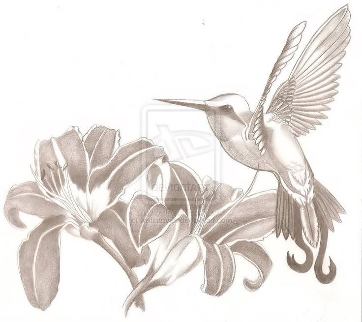 736x655 71 Best Tatoo Images On Hummingbird Tattoo,