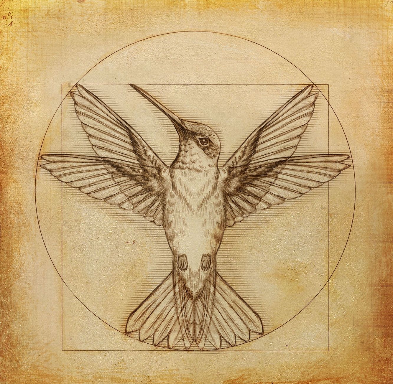 1333x1303 Designs Leonardo Da Vinci