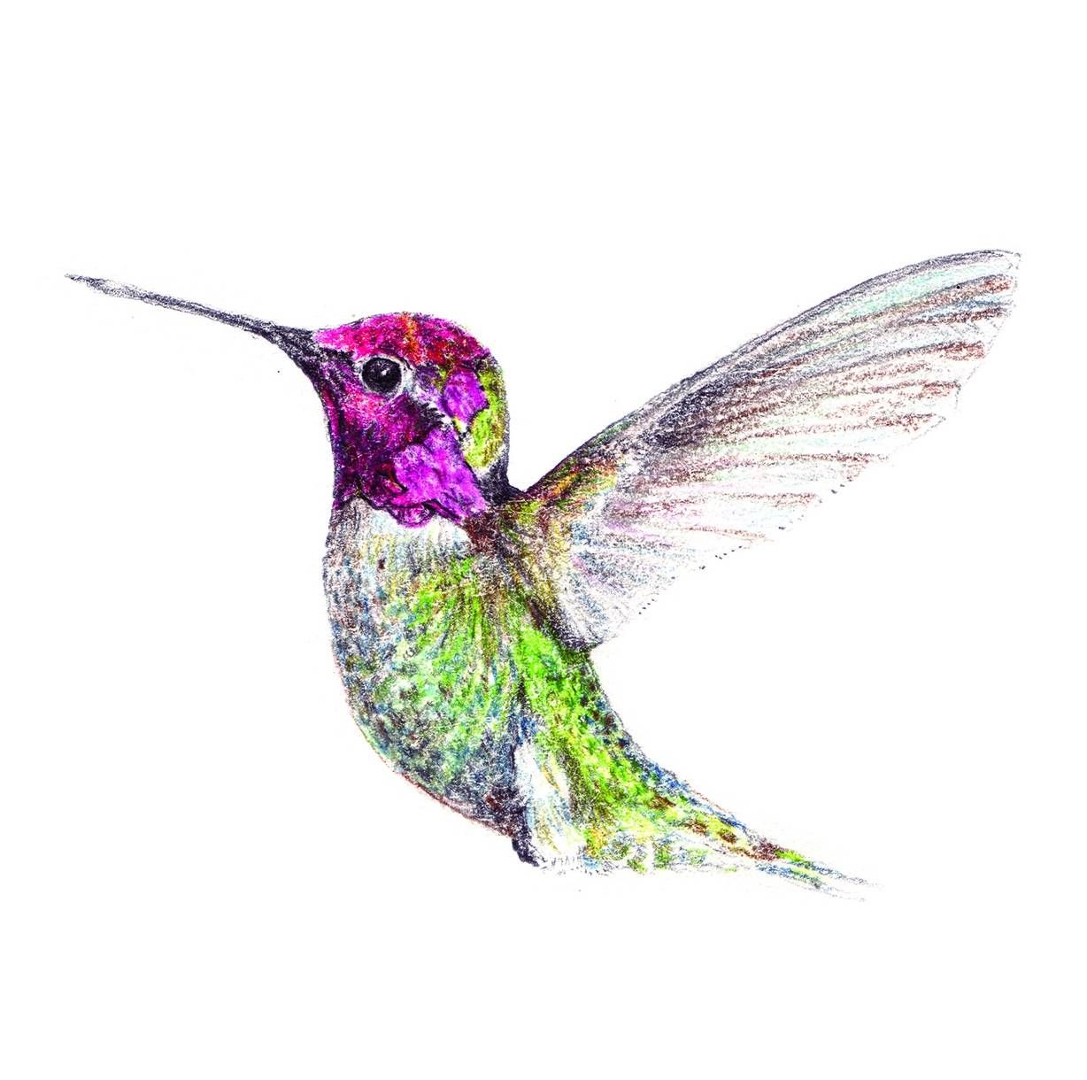 1228x1220 Hummingbird Drawings Hummingbird Drawing 69280 Zwallpix