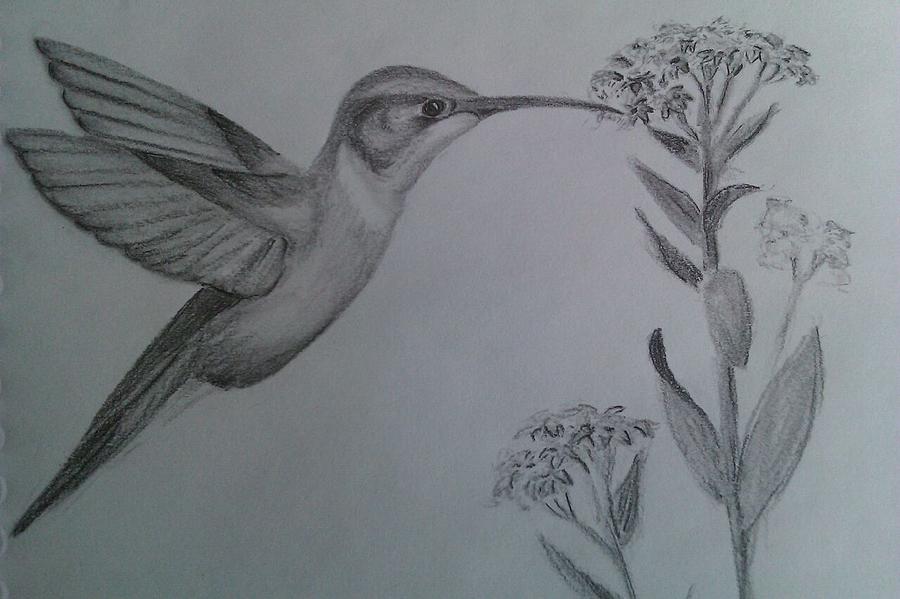 900x599 Hummingbird Totem Drawing By Carol Frances Arthur