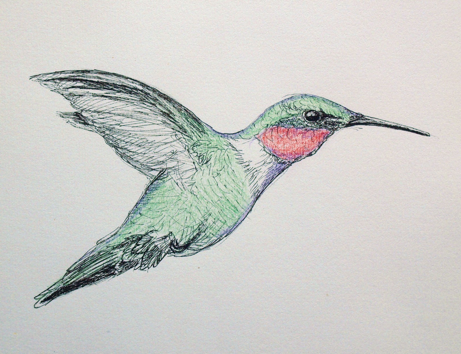 Колибри легче воробья в 19.3 раза. Колибри рисунок. Птицы цветными карандашами. Рисунок Колибри для срисовки. Колибри карандашом.