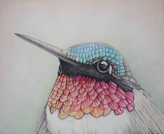 570x466 Pencil Art Work Close Up Hummingbird Mixed Media Original Drawing
