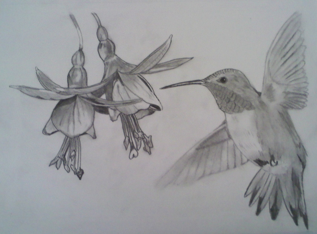 Hummingbird Pencil Drawing at GetDrawings | Free download