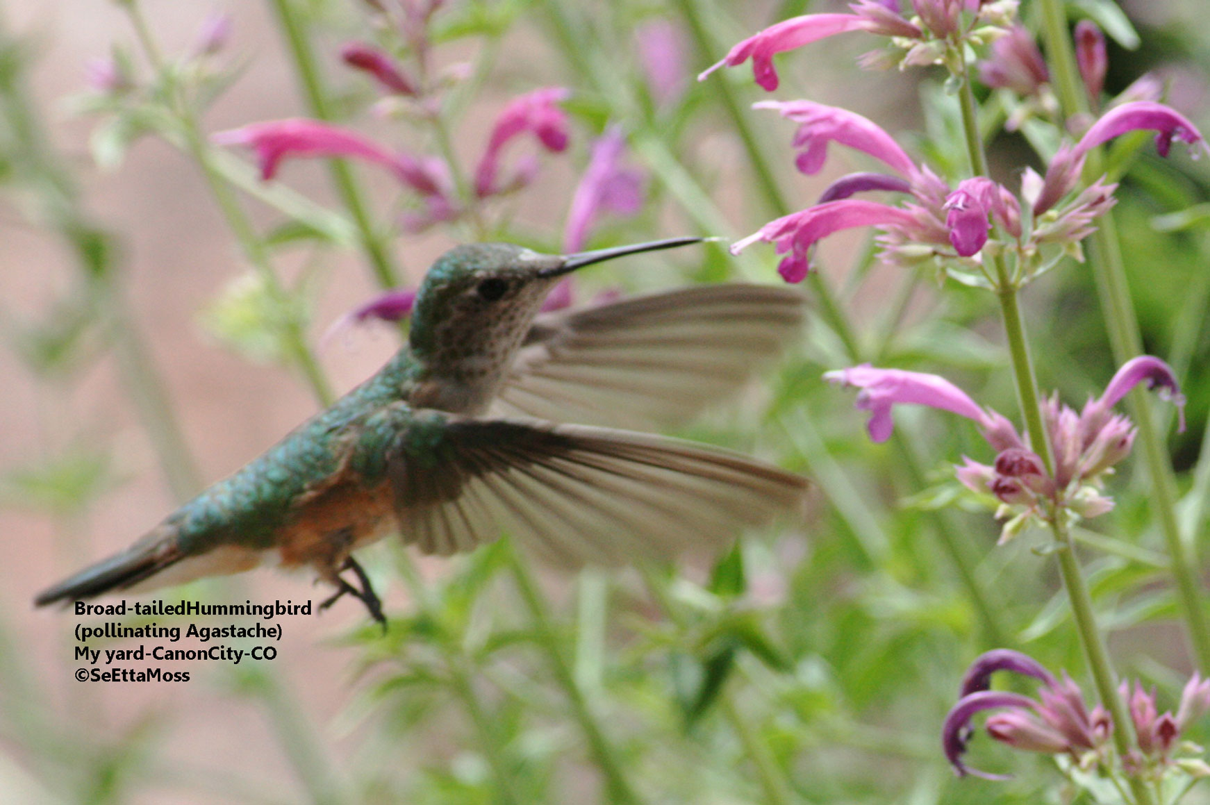 1742x1159 Hummingbirds As Pollinators