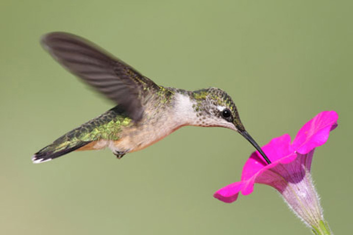 720x480 Hummingbirds For Kids. Fun Facts And Activities