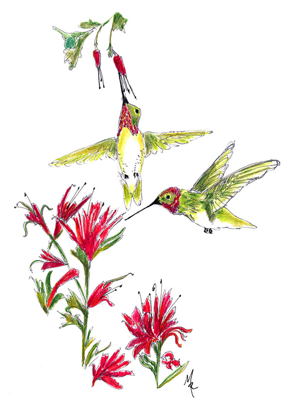 600x858 Hummingbirds (Drawing) Mfr Artwork