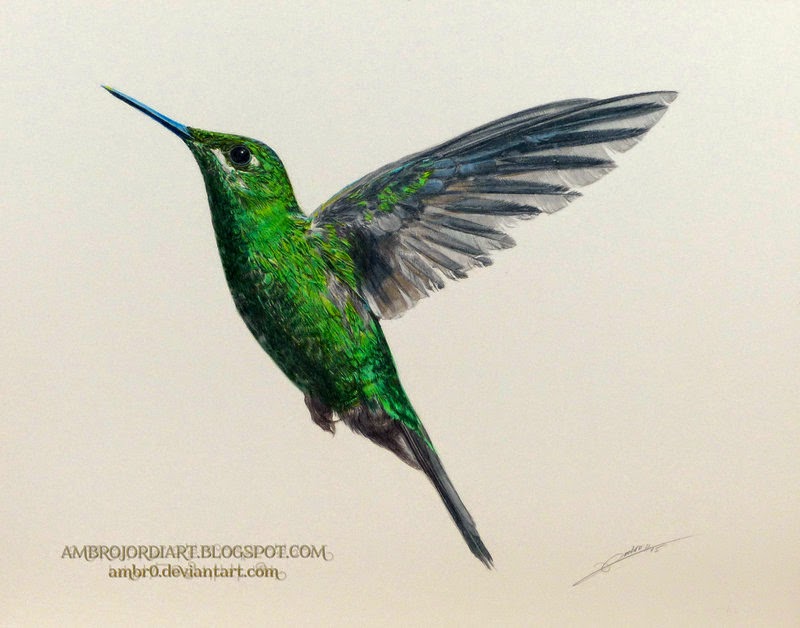 800x628 Hummingbirds