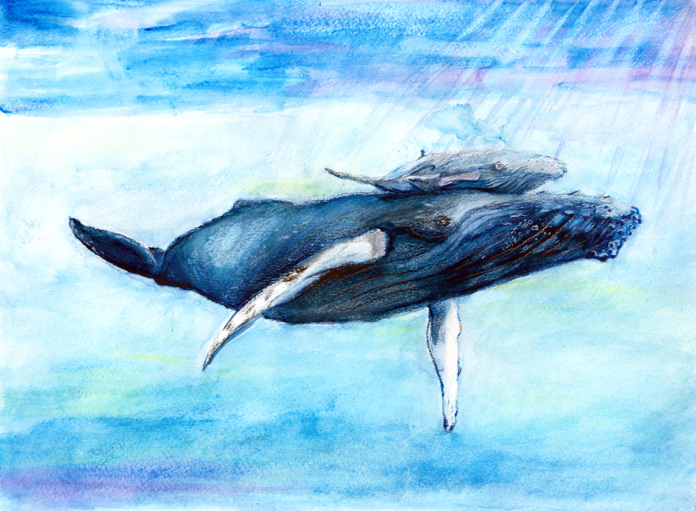 Humpback Whale Drawing at GetDrawings | Free download