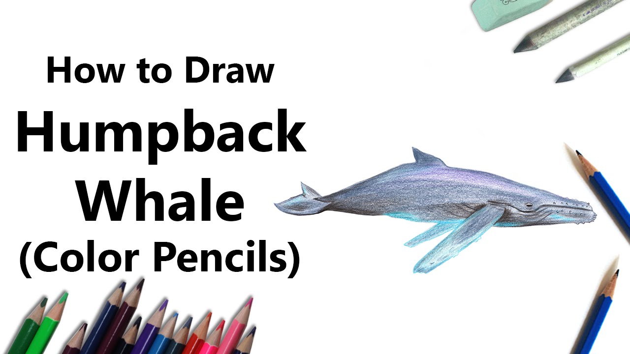 1280x720 How To Draw A Humpback Whale With Color Pencils [Time Lapse]