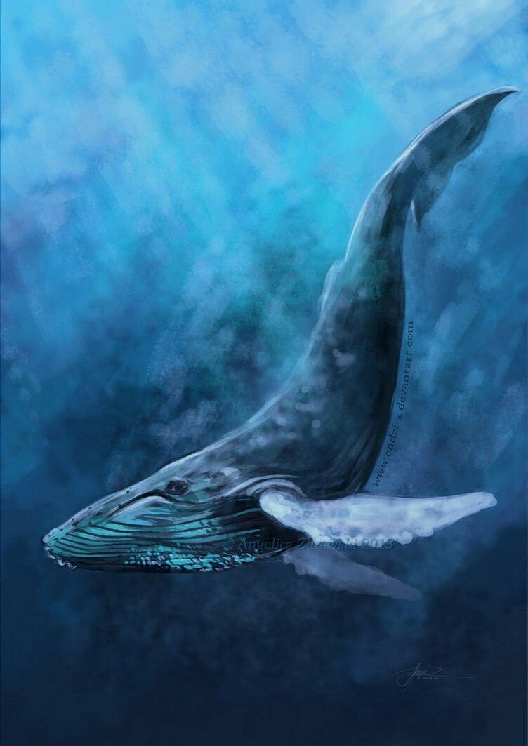 Humpback Whale Drawing at GetDrawings | Free download