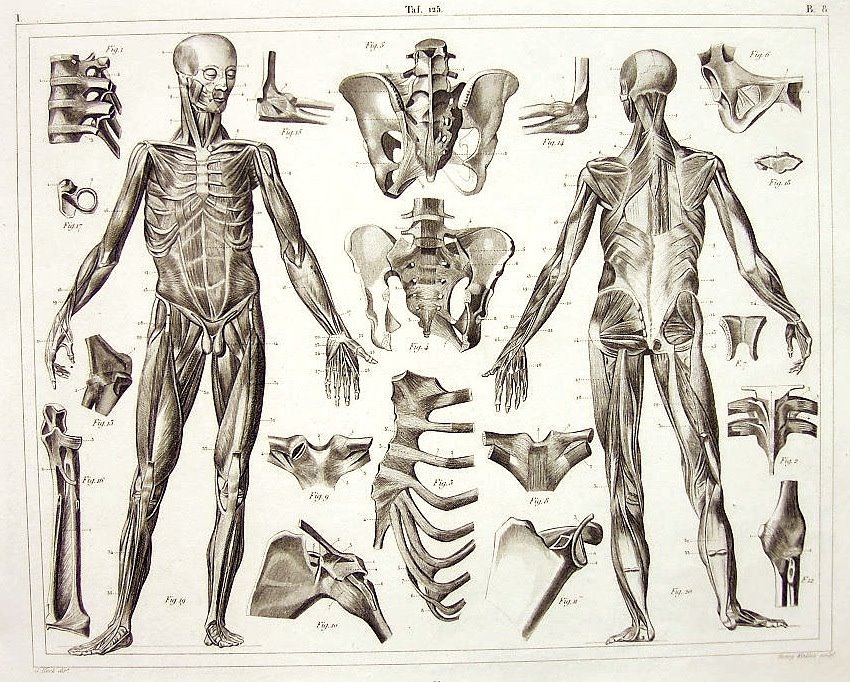 850x682 Figure Drawing The Human Skeleton And Muscles