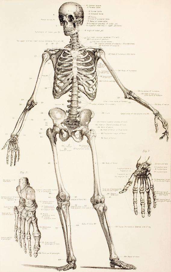 568x900 The Human Skeleton Drawing By English School