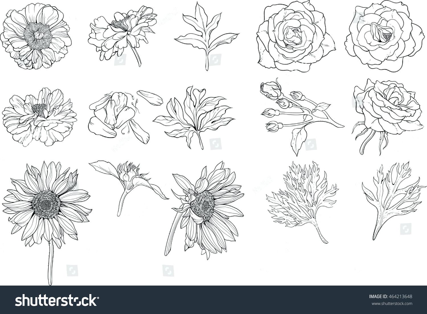 1500x1104 The Coloring Pages Chrysanthemum Flower Page Very Hungry