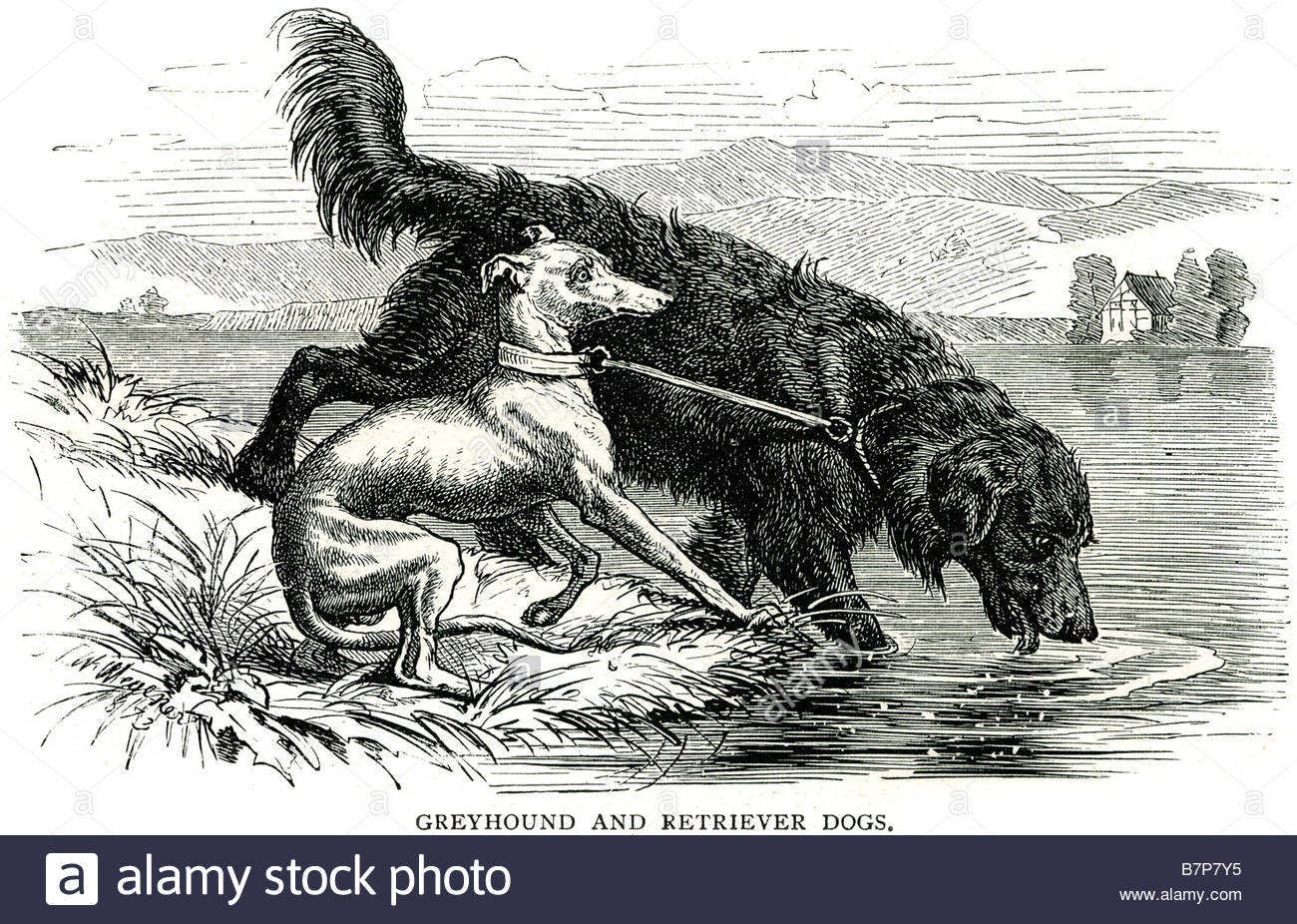 1300x926 Greyhound Retriever Hunting Dog Powerful Legs Canine Pet Leash