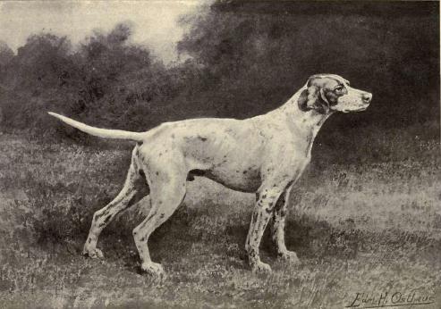 493x346 Training The Hunting Dog For The Field And Field Trials By B