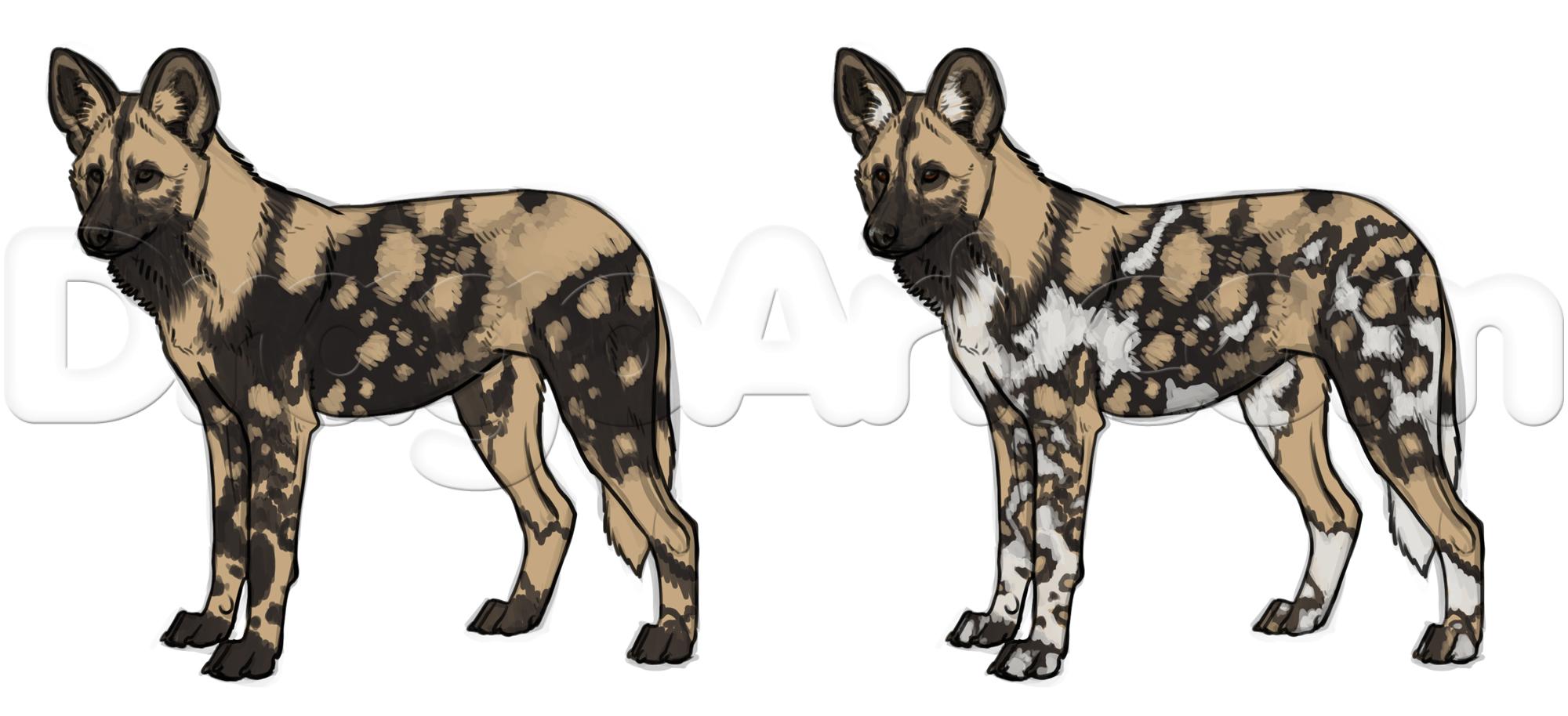 2000x914 How To Draw African Wild Dogs Step 17 African Wild Dogs