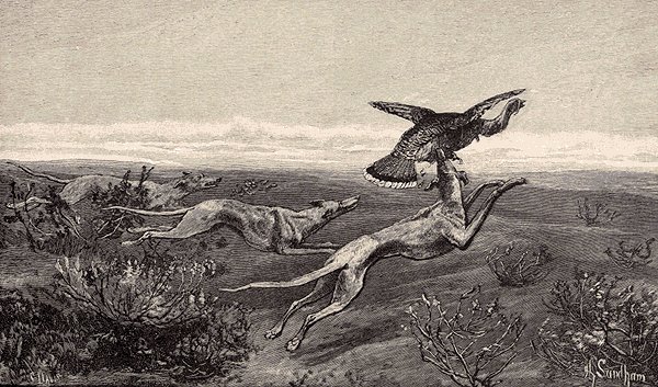 600x353 Historical And Unusual Facts About Dogs That Hunt Turkeys In The Fall