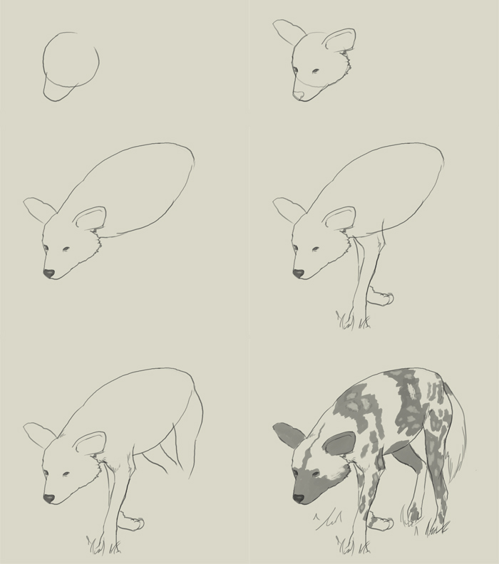 700x792 How To Draw African Wild Dog