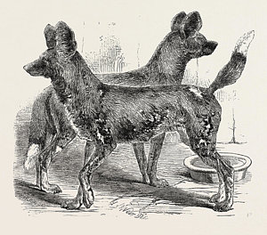 300x264 Hunting Dogs Drawings