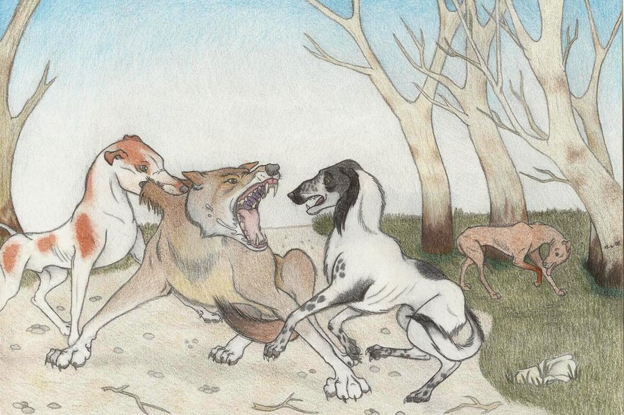 900x599 Wolf Hunt With Dogs By Dark Hyena