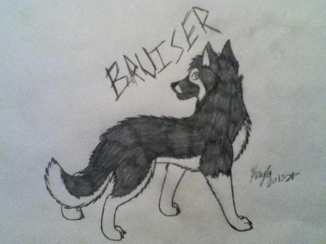 640x480 Bruiser The Siberian Shepherd (German Huskie) By Icewhisker16