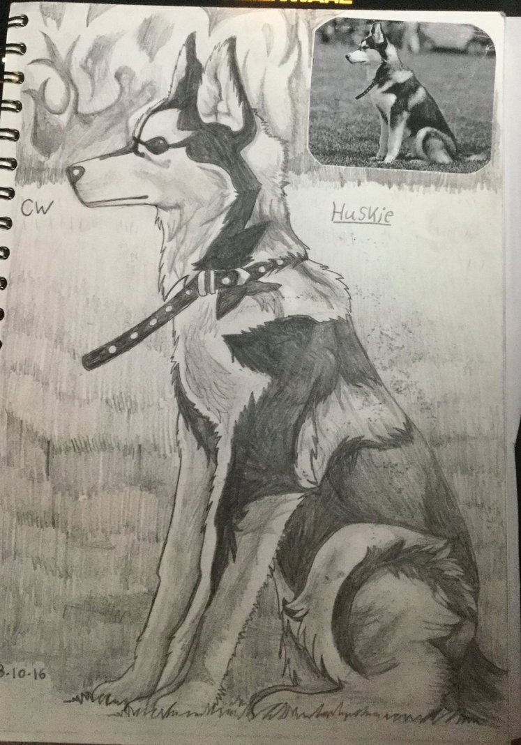 747x1069 Huskie Drawing (Coursework) By Silvyboom