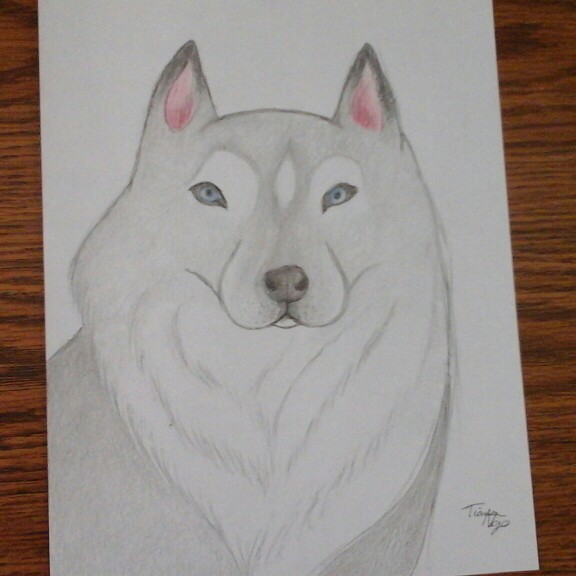 576x576 Husky Drawing Done By Moi! Beauty And Art Dog