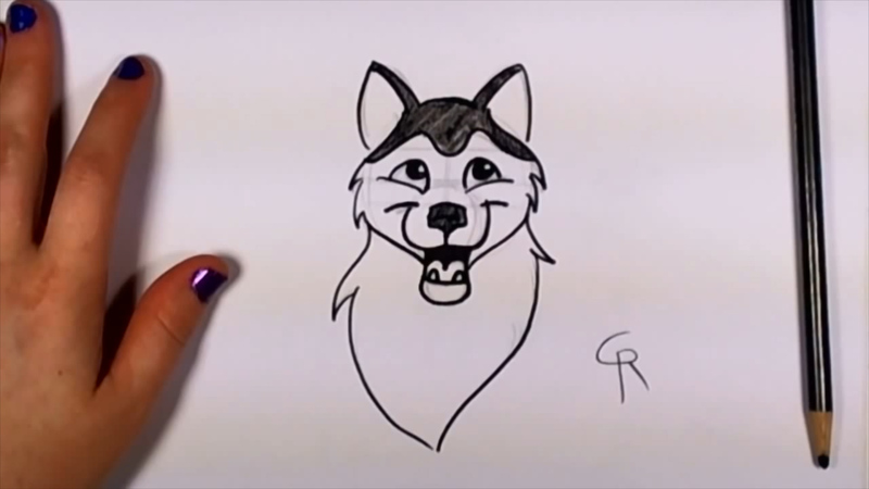800x450 How To Draw A Cute Husky Dog