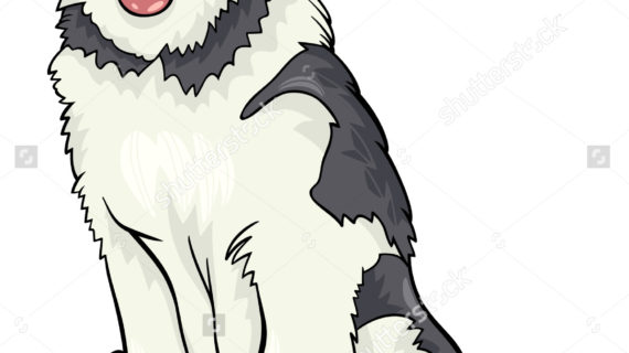 570x320 Siberian Husky Cartoon Drawing Cartoon Illustration Funny Siberian