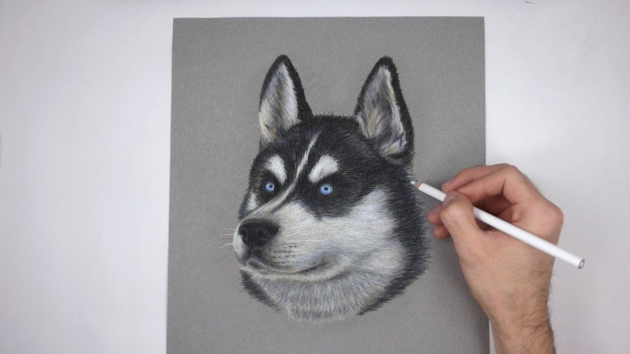 1280x720 Special Husky Dog Portrait Drawing!
