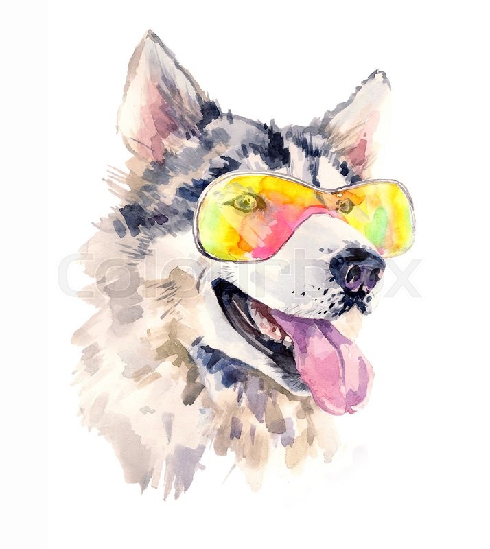 714x800 Watercolor Siberian Husky Dog In Cool Sun Glasses. Cute Sheepdog
