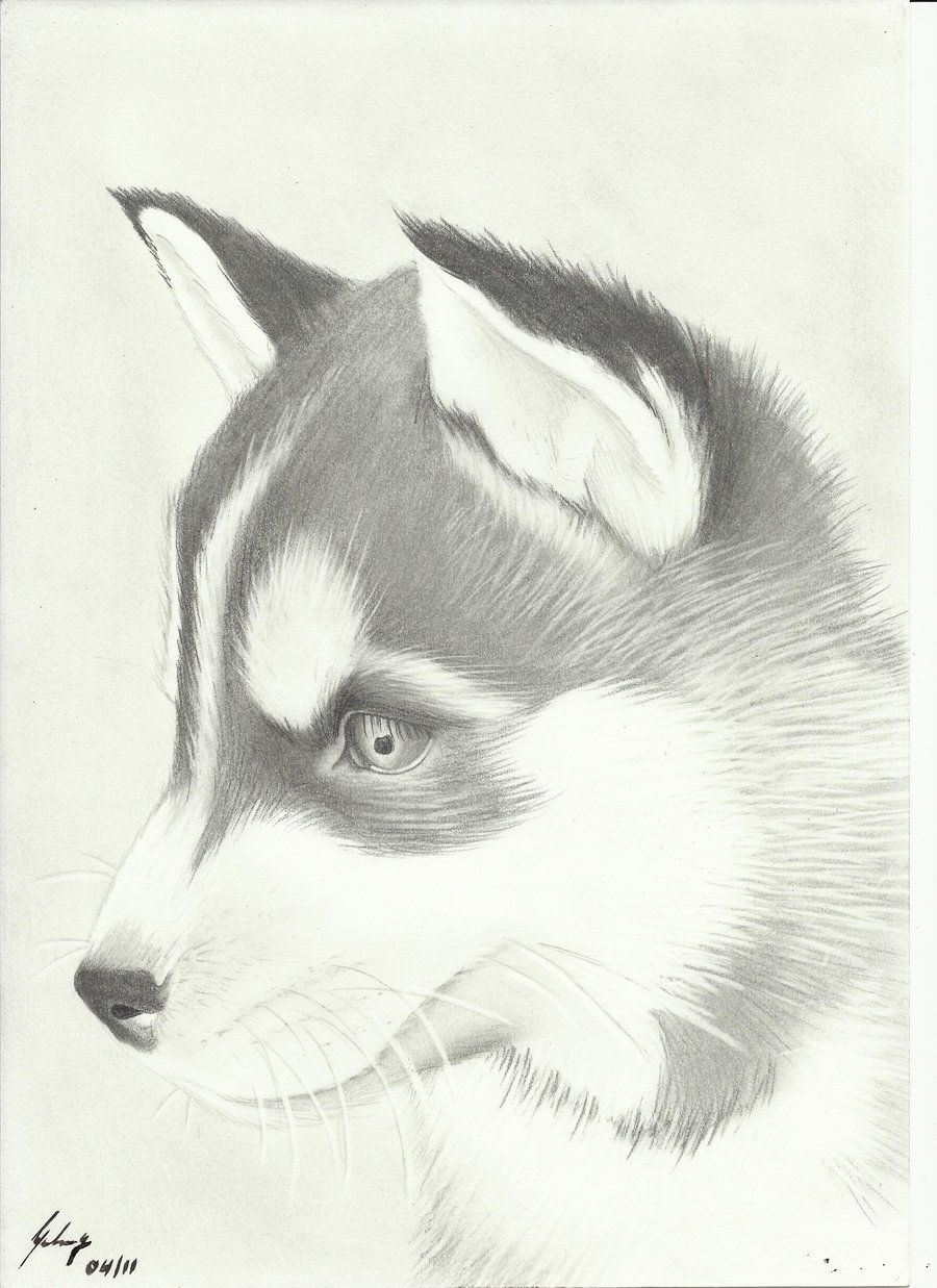 900x1237 Cute Husky Drawing Amazing Wallpapers