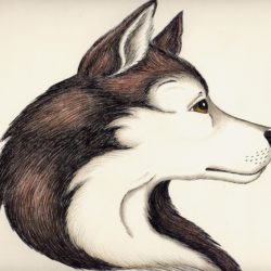 250x250 Husky Drawing, Pencil, Sketch, Colorful, Realistic Art Images