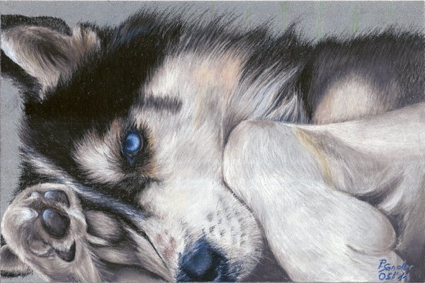 600x400 Husky V By The Frozen Bunny